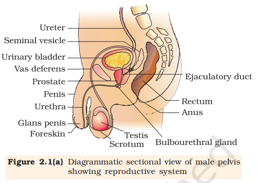 Figure 2.1(a) Sectional view of male pelvis