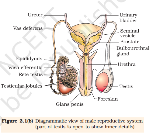 Figure 2.1(b) Male reproductive system