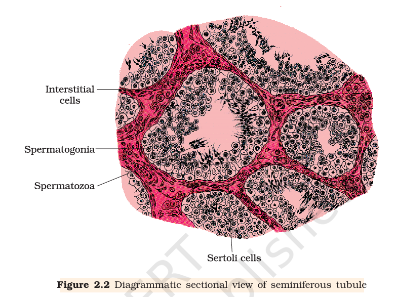 Figure 2.2 Sectional view of seminiferous tubule