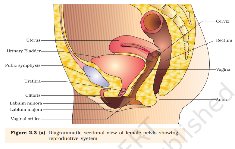 Figure 2.3(a) Sectional view of female pelvis