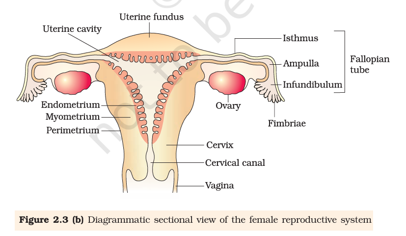 Figure 2.3(b) Female reproductive system