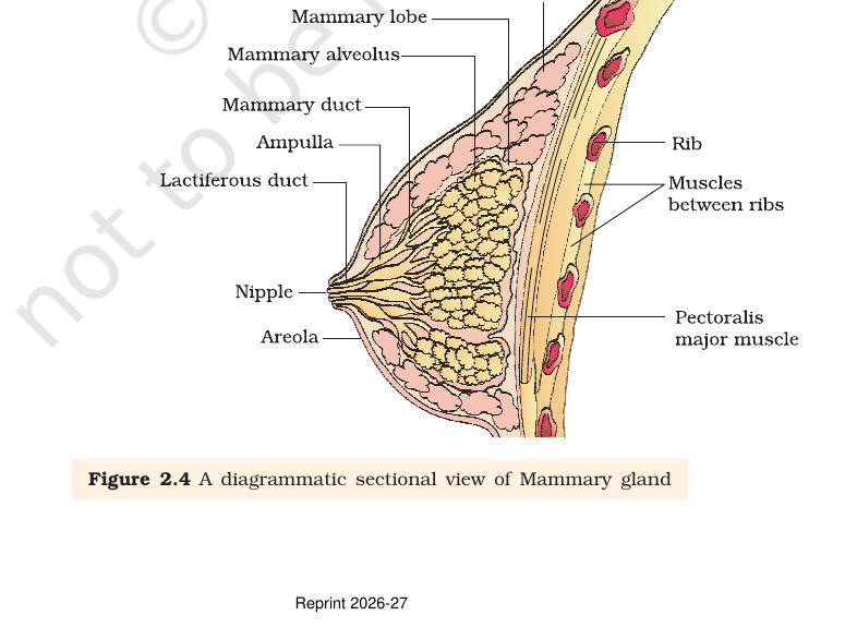 Figure 2.4 Sectional view of mammary gland