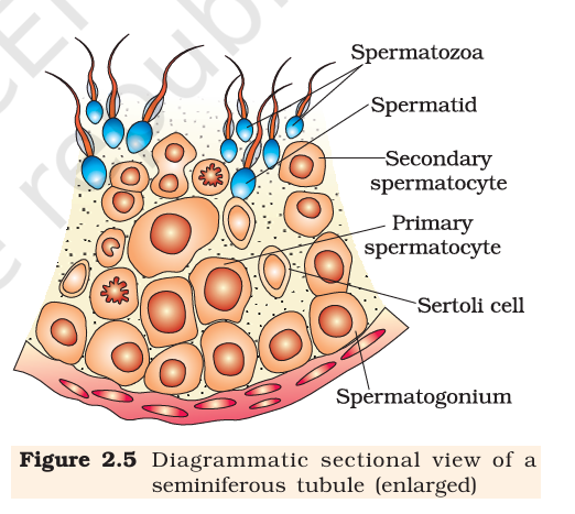 Figure 2.5 Enlarged seminiferous tubule (spermatogenesis)