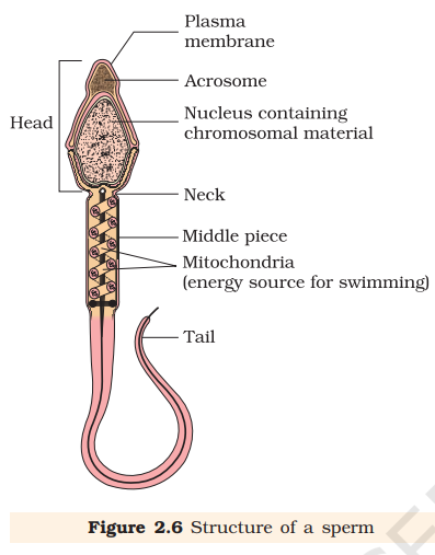 Figure 2.6 Structure of a sperm