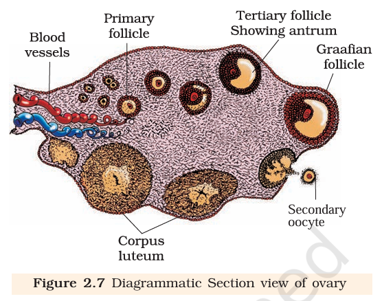 Figure 2.7 Sectional view of ovary