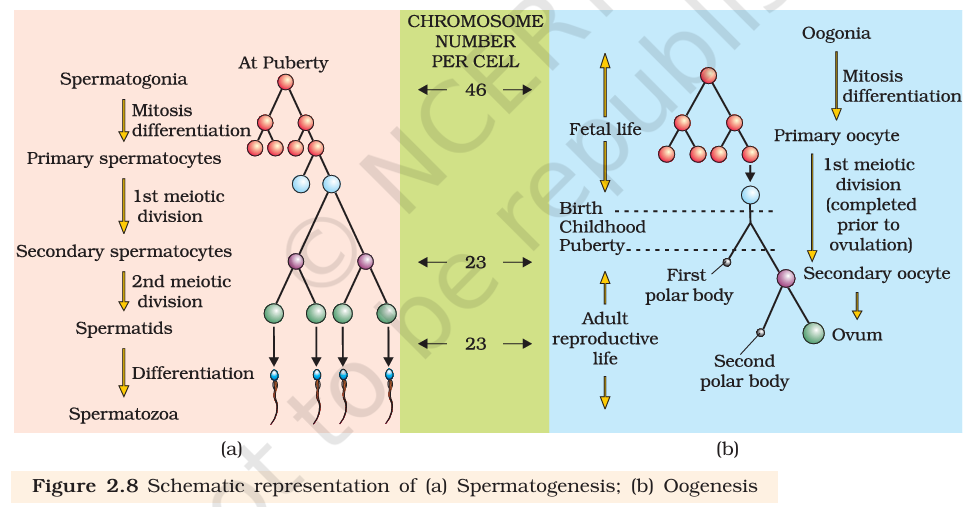 Figure 2.8 Spermatogenesis & Oogenesis