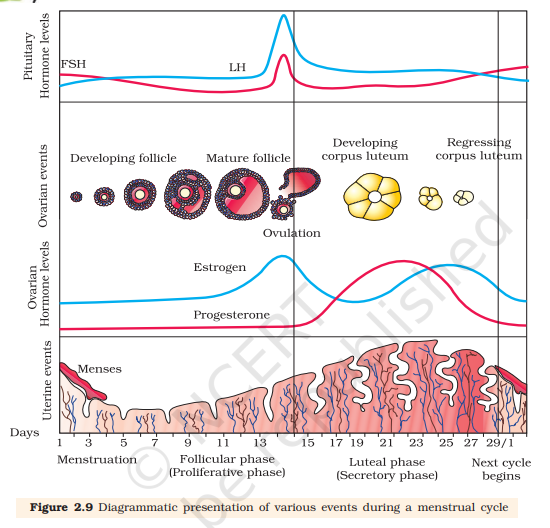Figure 2.9 Events of the menstrual cycle