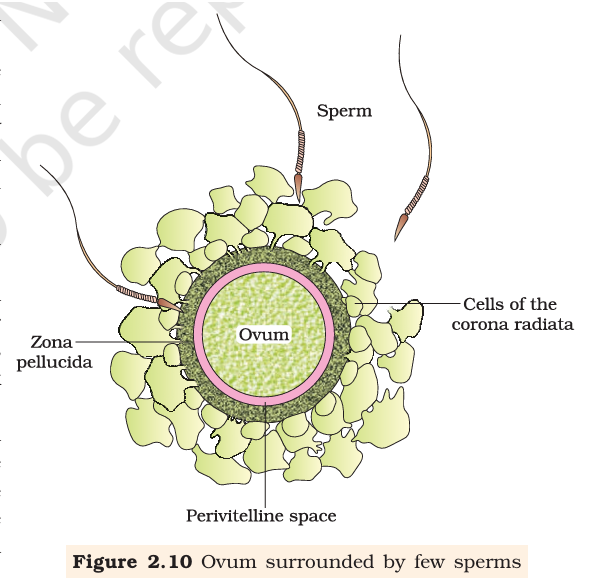 Figure 2.10 Ovum surrounded by sperms