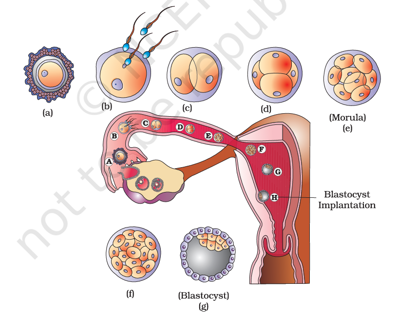 Figure 2.11 Transport of ovum, fertilisation & embryo passage