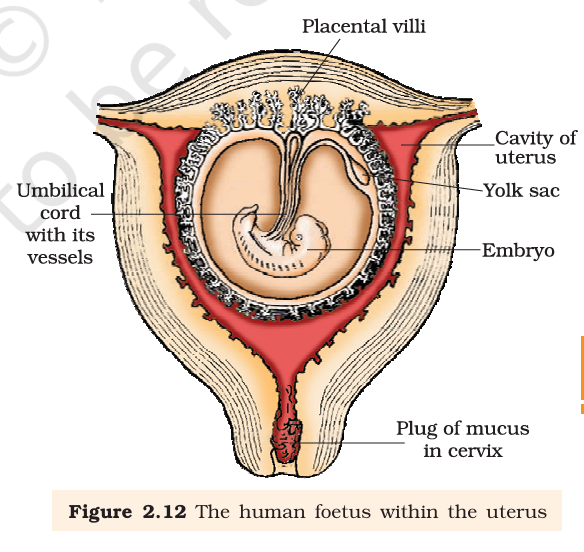 Figure 2.12 The human foetus within the uterus