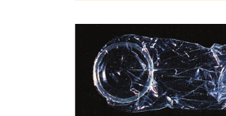 Figure 3.1(b) Condom for female